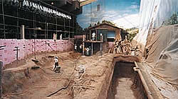 Tiger Wall