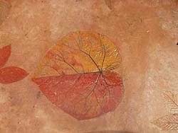 Leaf Impressions