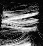 fibers