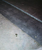 Polishing Concrete