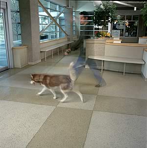 Valspar Flooring