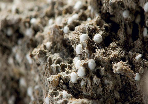 Polymeric Beads