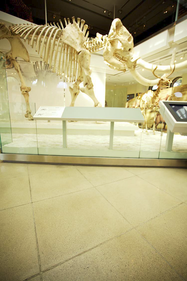 A look at the dinosaurs skeletons contrasting against the polished concrete floors.