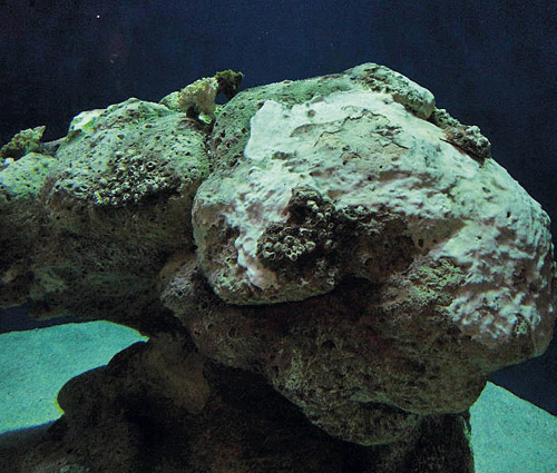 Under water rock sculpted of concrete seems to have been underwater for centuries.