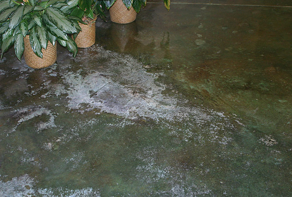 Efflorescence on a stained, sealed concrete floor - White efflorescence caused by high water movement pushes salts out of a residential stained and sealed concrete floor slab. Photo courtesy of Chris Sullivan