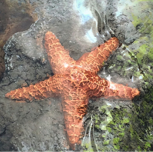 Faux starfish sits on a carved concrete tide pool.