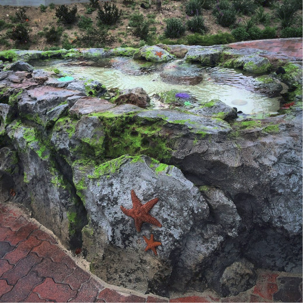 Tide pool concrete scene by Joshua Annis. Tide pool, star fish and rocks are all made of concrete.