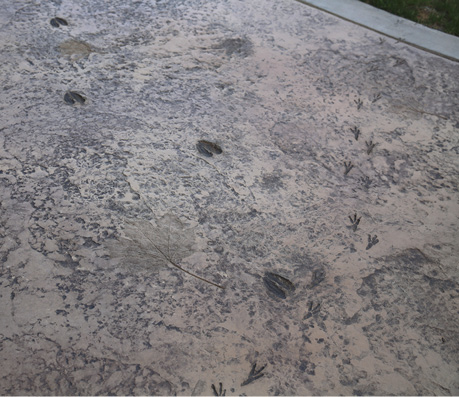 Besides the space-themed patio, the outdoor classroom has another interesting touch involving animal tracks. On a concrete expanse between the black patio and the school, an array of animals looks like theyve run across the surface.