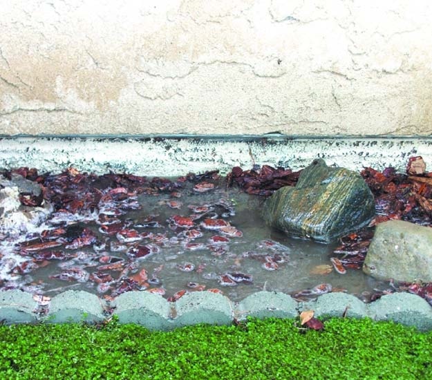 Water logged flowerbeds can be fixed by adding the appropriate drain to remove the water.