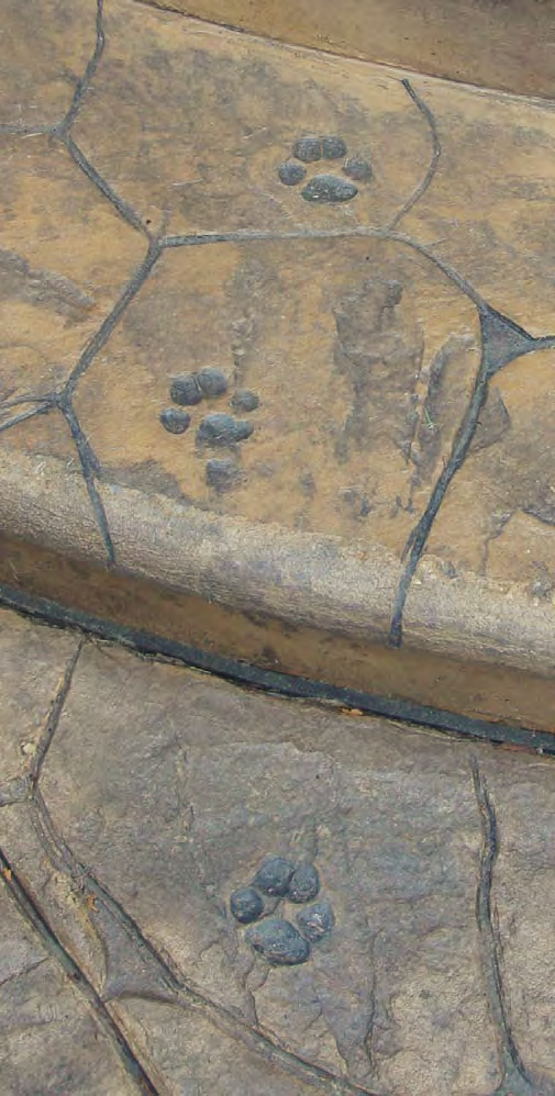  Mata cast a rubber stamp made from each of the dogs paw prints. Around the border of the driveway, his crew stamped a pattern that looks like a dog ran through wet cement.