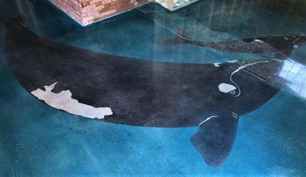 Closer view of a whale as if it is turning a corner on the concrete floor