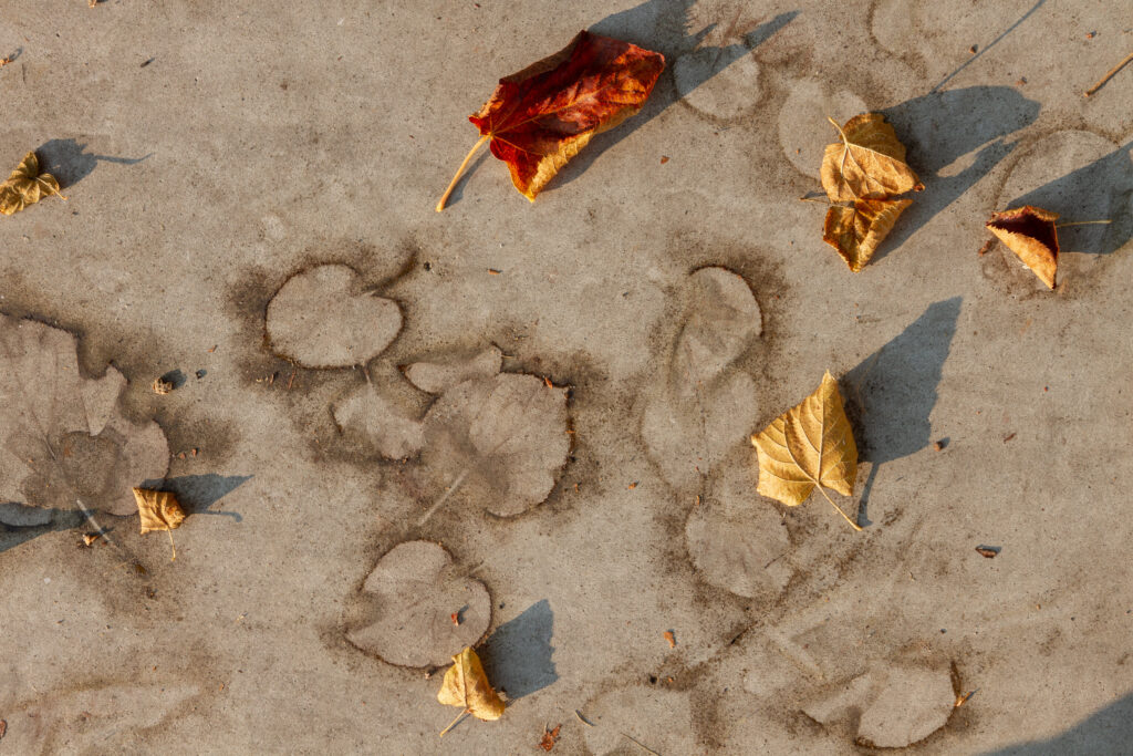 When leaves are left on concrete for a long time, it can cause stains on the sealer.