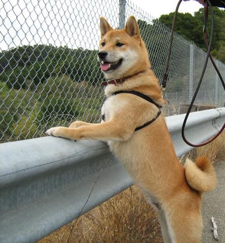 Dog at a guard rail