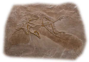 A look at an animal fossil texture skin from Pacific Concrete Images.