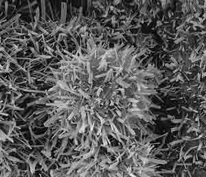 Discovered in mixtures of coal fly ash and hydrated calcium sulfoaluminate cement, these intriguing structures consist of micron-sized glass spheres upon which needles have grown radially.
