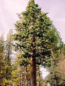 Tall evergreen tree that has been made from fiberglass reinforced concrete stands near Lake Tahoe.