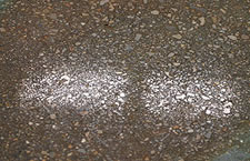 Polished concrete floor showing what an Acid stain will do with large aggregate.